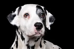 Dalmatian, male, 11 years old, old dog