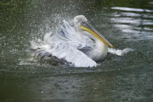 Dalmatian Pelican (Pelecanus crispus)