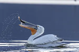 Dalmatian pelican (Pelecanus crispus)