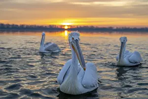 Dalmatian Pelican (Pelecanus crispus)