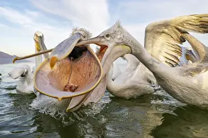 Dalmatian Pelican (Pelecanus crispus)