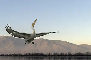 Dalmatian Pelican (Pelecanus crispus)