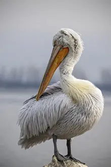 Dalmatian Pelican (Pelecanus crispus)