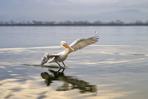 Dalmatian Pelican (Pelecanus crispus)