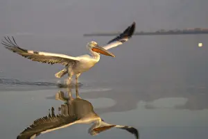 Dalmatian Pelican (Pelecanus crispus)