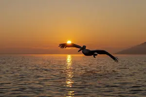 Dalmatian Pelican (Pelecanus crispus)