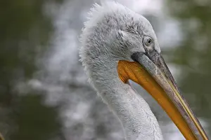 Dalmatian pelican Pelicanus crispus Zoo Schoenbrunn Vienna Austria