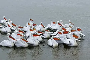 Dalmatian Pelicans (Pelecanus crispus)
