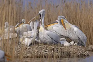 Dalmatian pelicans (Pelecanus crispus)