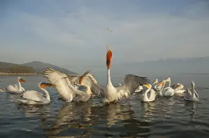 Dalmatian pelicans (Pelecanus crispus)