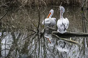 Dalmatian pelicans (Pelecanus crispus)