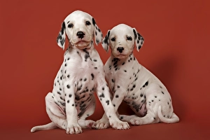 Two Dalmatian puppies, 6 weeks