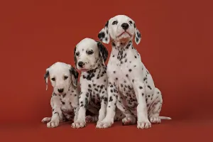 Three Dalmatian puppies, 6 weeks