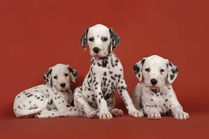 Three Dalmatian puppies, 6 weeks