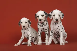 Three Dalmatian puppies, 6 weeks