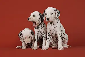 Three Dalmatian puppies, 6 weeks