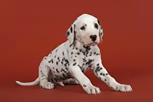 Dalmatian, puppy, 6 weeks