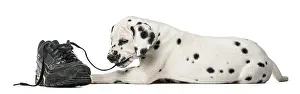 Dalmatian puppy chewing a shoe in front of a white background