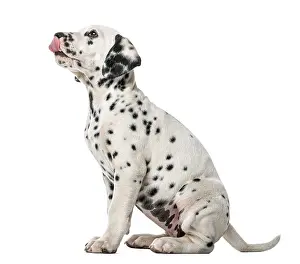 Dalmatian puppy sitting and licking in front of a white background