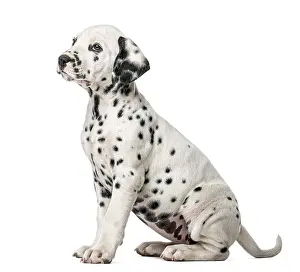 Dalmatian puppy sitting in front of a white background