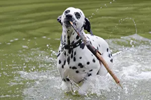 Dalmatian in the water with a stick
