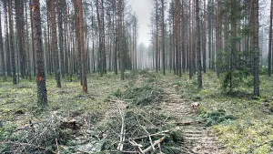 Damage to forest during work on cutting timber