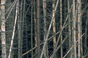 Damaged spruce forest