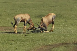 Damaliscus korrigum, corrigum, corral