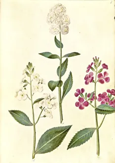 Dame's rocket (Hesperis matronalis)