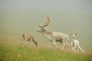 Damhirsch (Dama dama) Maennchen