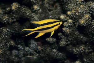 Damselfish (Neoglyphidodon xanthurus)