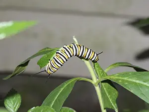 (Danaus plexippus)