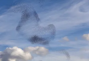 Dance of the birds