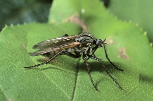 Dance Fly (Empis tessellata)