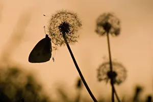 Dandelion with butterfly in the evening