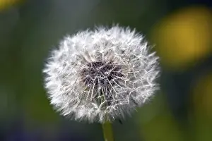 Dandelion clock (Taraxacum officinale)