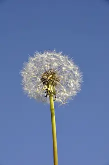 A dandelion seed head against a clear blue sky