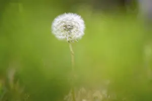 Dandelion (Taraxacum), dandelion