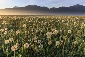 Dandelion (Taraxacum), dandelions