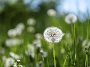 Dandelion (Taraxacum), dandelions