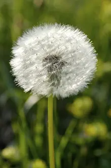 Dandelion (Taraxacum officinale) clock