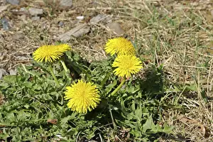 Dandelion (Taraxacum), yellow flowers at the edge of a field path