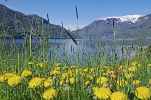 Dandelions in bloom, in front of a fjord and snow-capped mountains