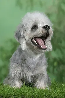 Dandie-Dinmont-Terrier