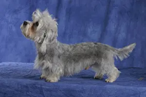Dandie Dinmont Terrier, Side