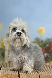 Dandie-Dinmont-Terrier