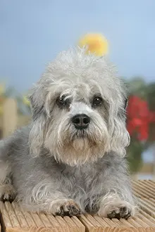 Dandie Dinmont Terrier