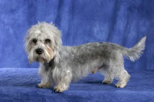 Dandie Dinmont Terrier, Side