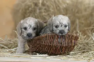 Dandie Dinmont Terrier, puppies