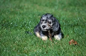 Dandie Dinmont Terrier, puppy, 11 weeks
